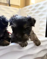 Jack, a male Yorkshire Terrier for sale in Jackson, TN – Photo 3 of 10