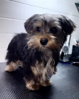 Jack, a male Yorkshire Terrier for sale in Jackson, TN – Photo 1 of 8
