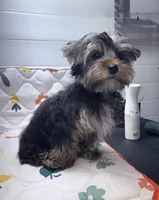 Jack, a male Yorkshire Terrier for sale in Jackson, TN – Photo 4 of 9