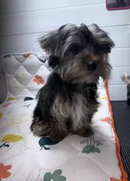 Jack, a male Yorkshire Terrier for sale in Jackson, TN – Photo 8 of 9