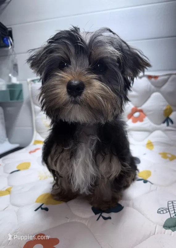 Jack – Yorkshire Terrier puppy for sale in Jackson, TN