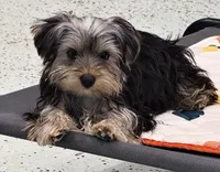 Jack, a male Yorkshire Terrier for sale in Jackson, TN – Photo 7 of 8