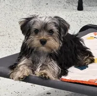 Jack, a male Yorkshire Terrier for sale in Jackson, TN – Photo 8 of 8