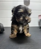 Jack, a male Yorkshire Terrier for sale in Jackson, TN – Photo 10 of 10