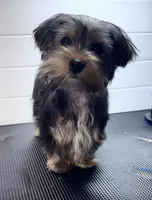 Jack, a male Yorkshire Terrier for sale in Jackson, TN – Photo 2 of 8