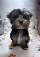 Jack, a male Yorkshire Terrier for sale in Jackson, TN – Photo 3 of 9