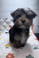 Jack, a male Yorkshire Terrier for sale in Jackson, TN – Photo 2 of 9