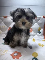 Jack, a male Yorkshire Terrier for sale in Jackson, TN – Photo 7 of 9