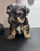 Jack, a male Yorkshire Terrier for sale in Jackson, TN – Photo 6 of 10