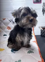 Jack, a male Yorkshire Terrier for sale in Jackson, TN – Photo 9 of 9