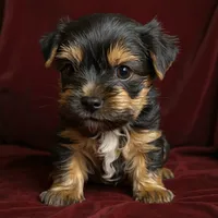 Jack, a male Yorkshire Terrier for sale in Jackson, TN – Photo 2 of 10