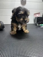 Jack, a male Yorkshire Terrier for sale in Jackson, TN – Photo 7 of 10