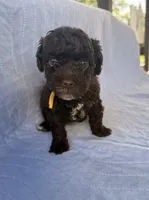 Charlie, a male Poodle - Toy  for sale in Jackson, TN – 4 of 8