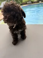 Chelsea, a female Poodle - Toy  for sale in Jackson, TN – 5 of 9