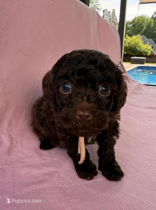  Cherry – Poodle - Toy  puppy for sale in Jackson, TN