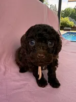  Cherry, a female Poodle - Toy  for sale in Jackson, TN – 1 of 5