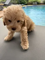 Archie, a male Poodle - Toy  for sale in Jackson, TN – 8 of 9
