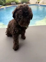 Channel, a female Poodle - Toy  for sale in Jackson, TN – 8 of 8