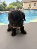 Charlie, a male Poodle - Toy  for sale in Jackson, TN – 6 of 8