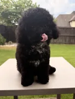 Charlotte, a female Poodle - Toy  for sale in Jackson, TN – 7 of 10