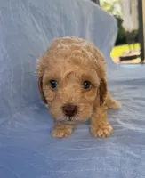 Archie, a male Poodle - Toy  for sale in Jackson, TN – 7 of 9