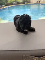 Charlotte, a female Poodle - Toy  for sale in Jackson, TN – 9 of 9