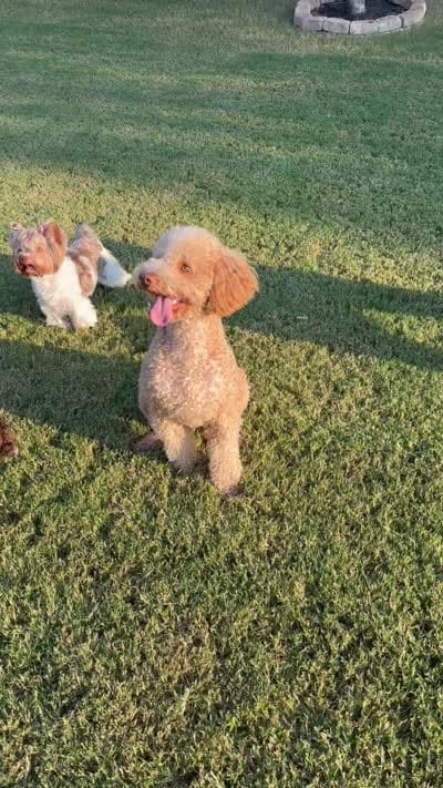 Peaches, a female Goldendoodle for sale in Jackson, TN – 9 of 9