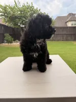Charlotte, a female Poodle - Toy  for sale in Jackson, TN – 8 of 10