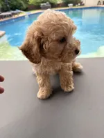 Archie, a male Poodle - Toy  for sale in Jackson, TN – 7 of 9