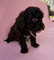 Chelsea, a female Poodle - Toy  for sale in Jackson, TN – 2 of 6