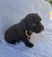 Charlie, a male Poodle - Toy  for sale in Jackson, TN – 7 of 8