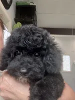 Charlotte, a female Poodle - Toy  for sale in Jackson, TN – 9 of 10