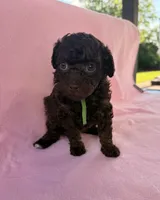 Channel, a female Poodle - Toy  for sale in Jackson, TN – 4 of 8