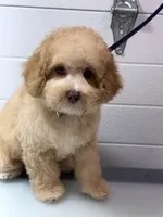 Archie, a male Poodle - Toy  for sale in Jackson, TN – 9 of 9