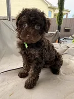 Channel, a female Poodle - Toy  for sale in Jackson, TN – 6 of 8