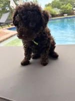 Channel, a female Poodle - Toy  for sale in Jackson, TN – 5 of 8