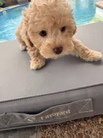 Archie, a male Poodle - Toy  for sale in Jackson, TN – 3 of 9