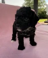  Cherry, a female Poodle - Toy  for sale in Jackson, TN – 4 of 5