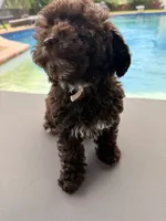 Chelsea, a female Poodle - Toy  for sale in Jackson, TN – 9 of 9