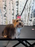 Luna, a female Yorkshire Terrier for sale in Jackson, TN – Photo 4 of 9