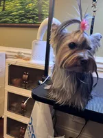 Luna, a female Yorkshire Terrier for sale in Jackson, TN – Photo 7 of 9