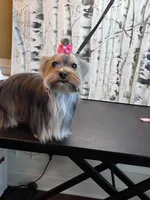 Luna, a female Yorkshire Terrier for sale in Jackson, TN – Photo 5 of 9