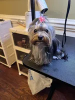 Luna, a female Yorkshire Terrier for sale in Jackson, TN – Photo 9 of 9