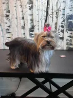 Luna, a female Yorkshire Terrier for sale in Jackson, TN – Photo 1 of 9