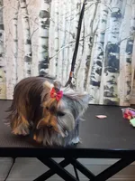 Luna, a female Yorkshire Terrier for sale in Jackson, TN – Photo 2 of 9