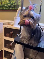 Luna, a female Yorkshire Terrier for sale in Jackson, TN – Photo 6 of 9