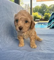 Archie, a male Poodle - Toy  for sale in Jackson, TN – 4 of 9