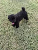 Cooper, a male Poodle - Toy  for sale in Jackson, TN – 8 of 8