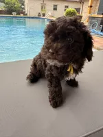 Charlie, a male Poodle - Toy  for sale in Jackson, TN – 4 of 8