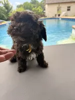 Charlie, a male Poodle - Toy  for sale in Jackson, TN – 2 of 8